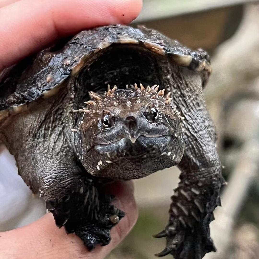 江汇佛鳄养殖场