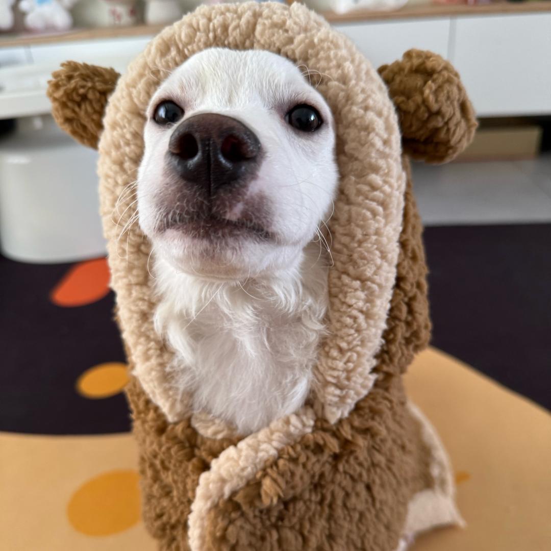 馨馨🐷的金宝
