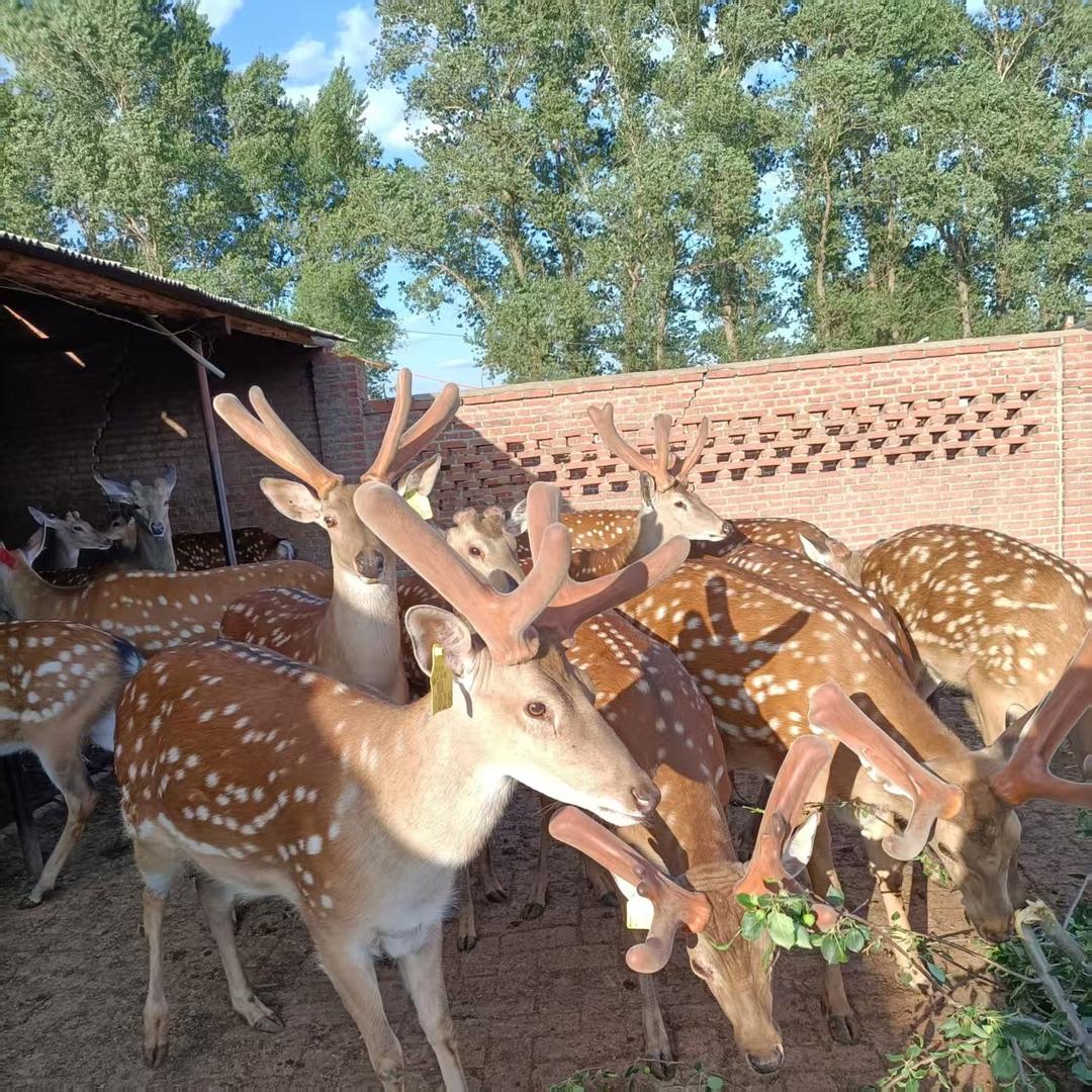 鹿场鲜茸严选