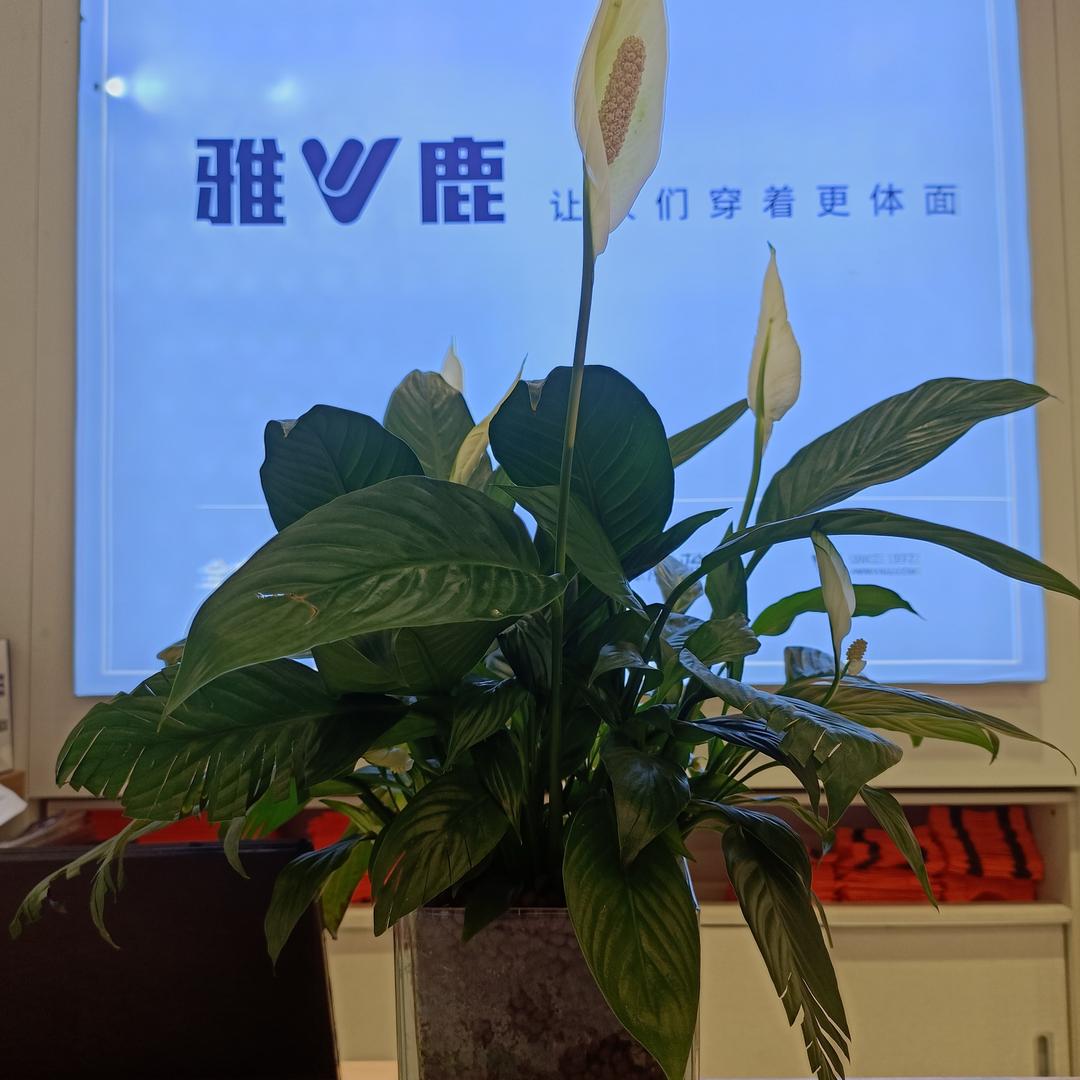 唯依