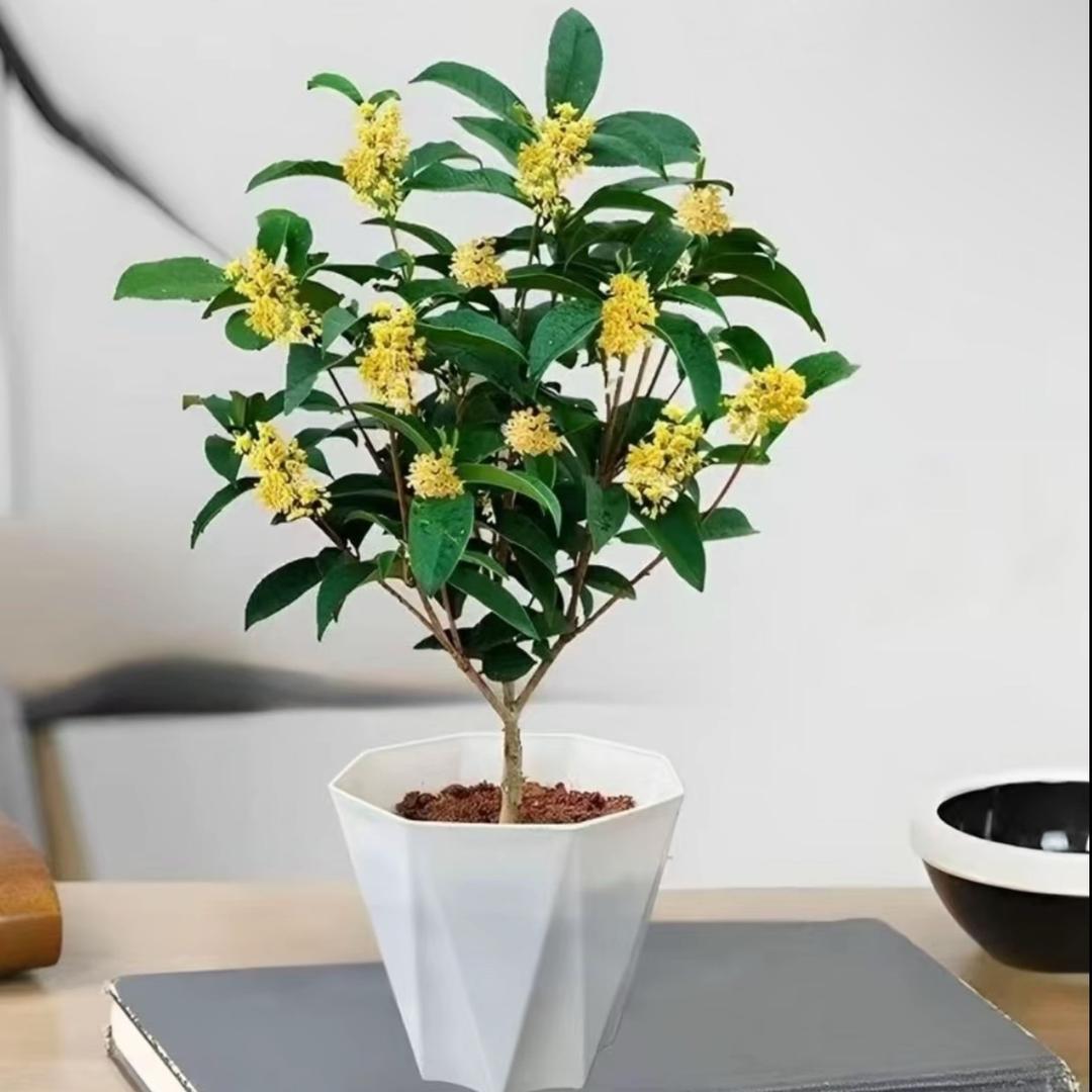 桂花种植地1