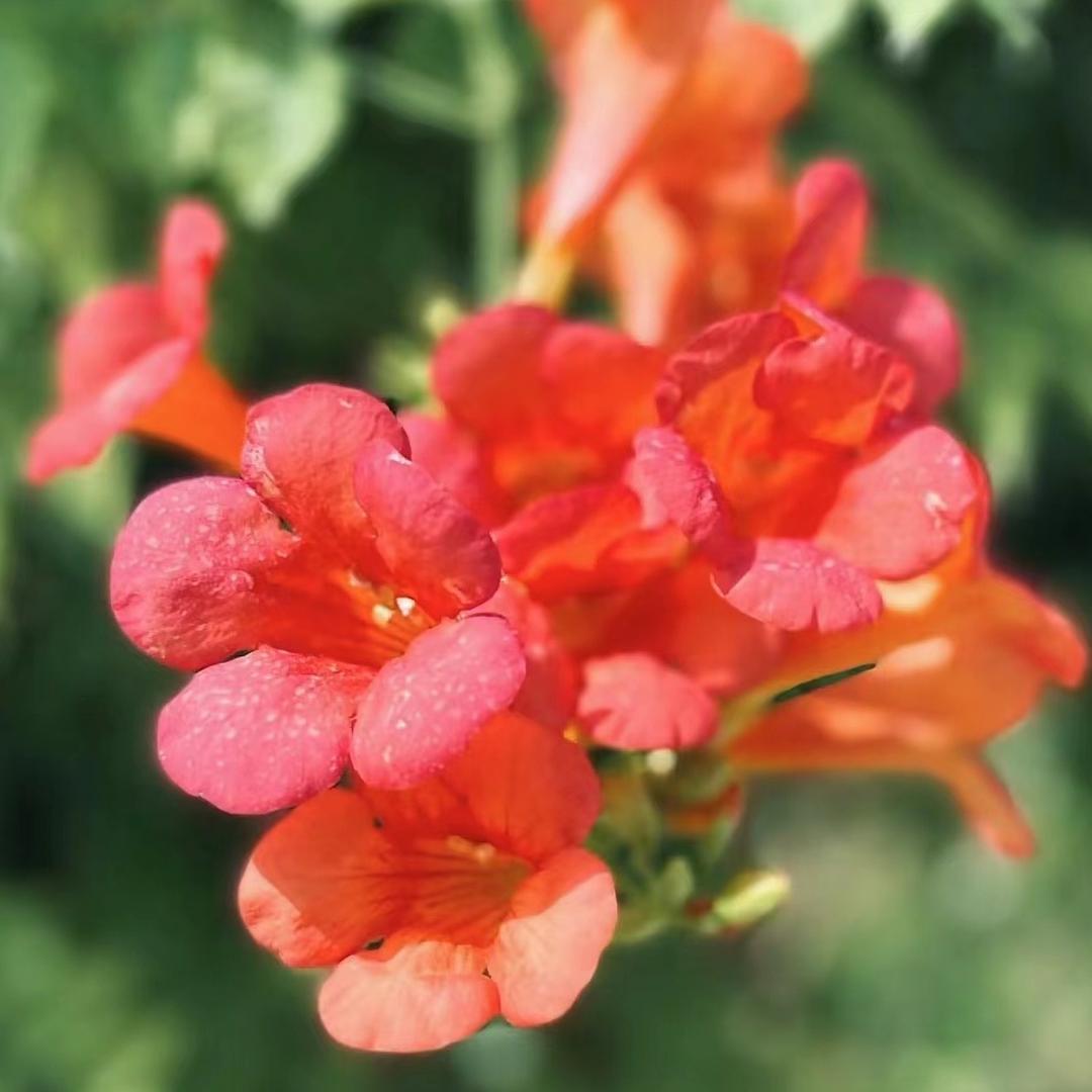 仅海凌霄基地（小小）