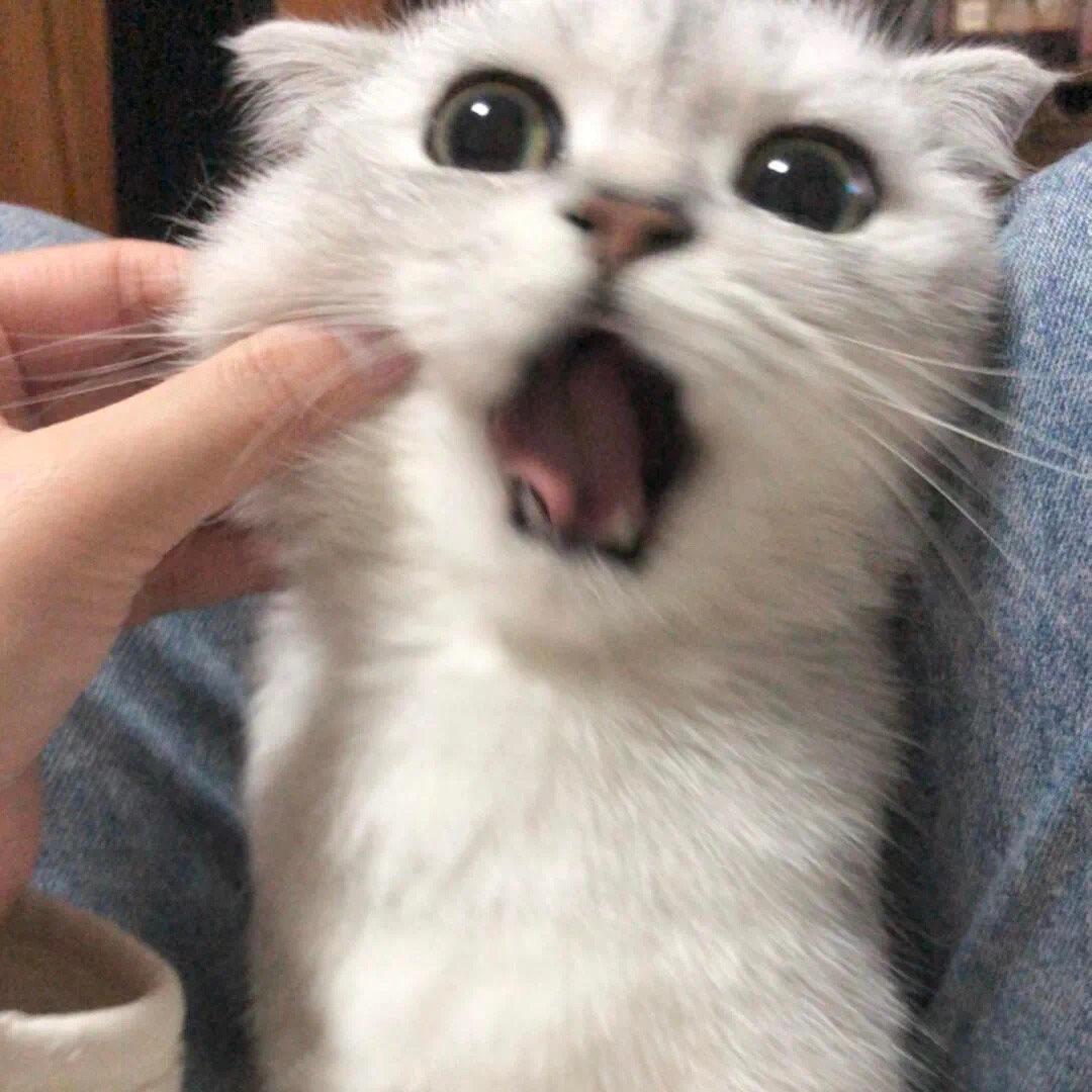 紫柒