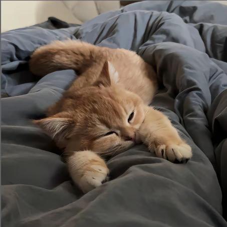 小猫大王.