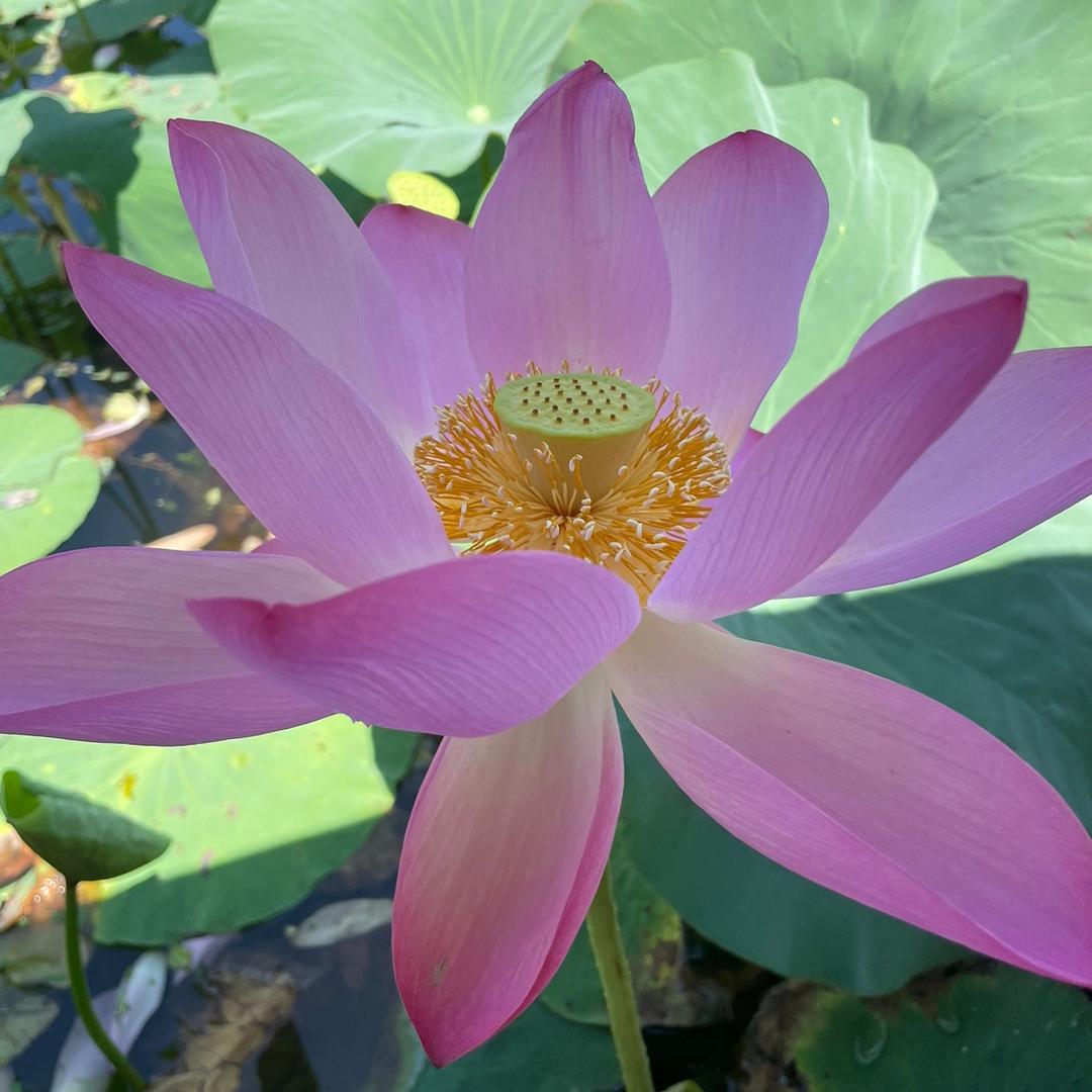 37123追梦人！刘二姐！