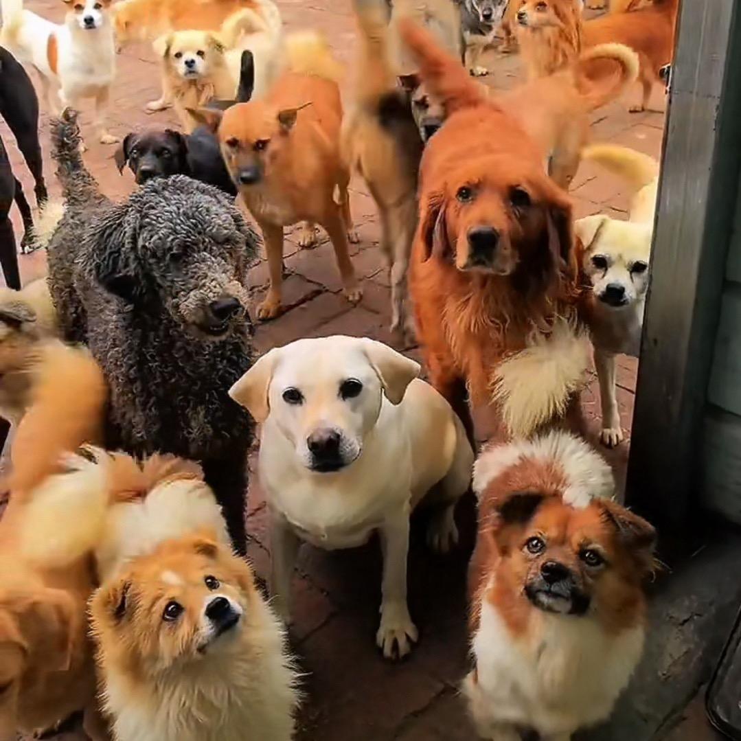 狗狗的乌托邦