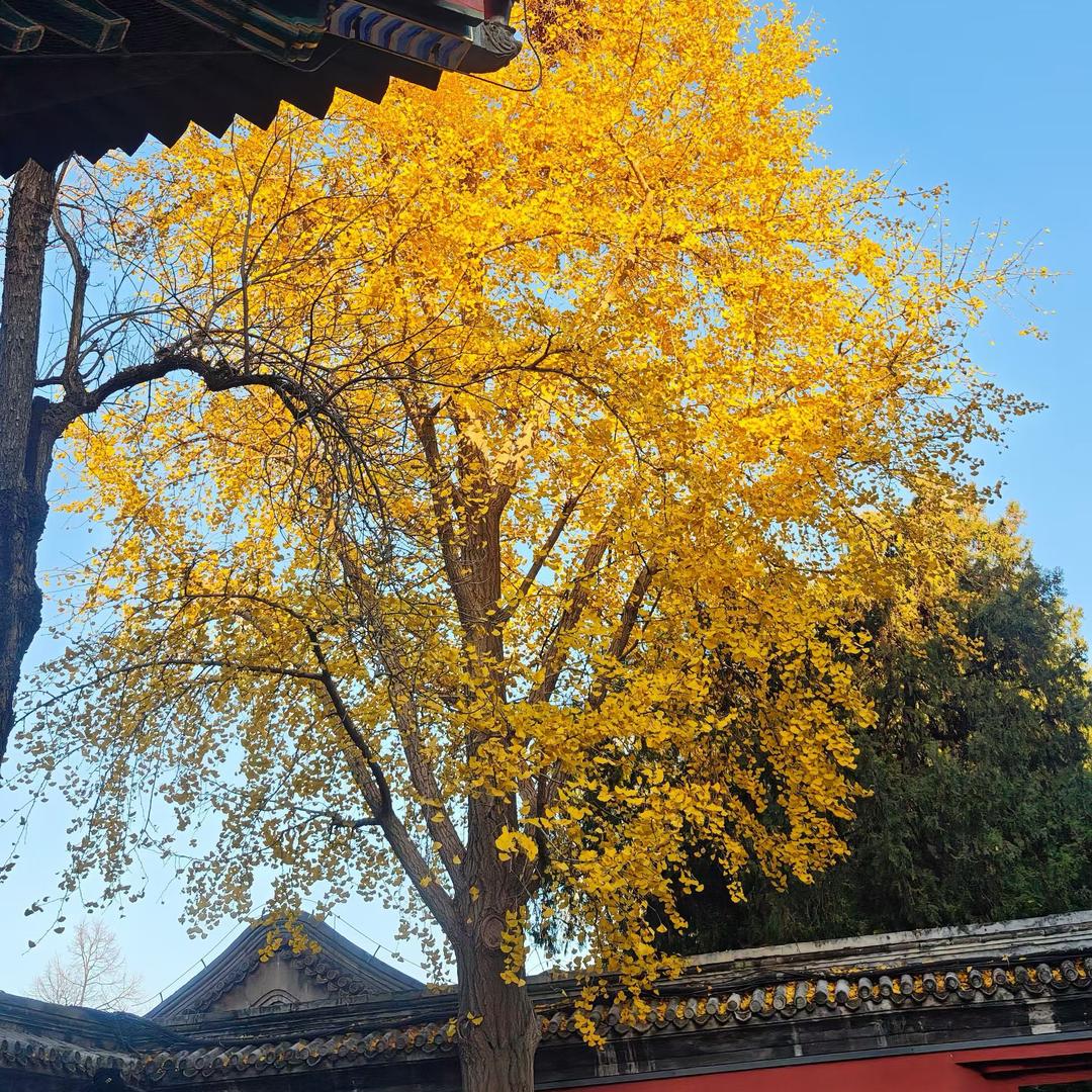 派大星.