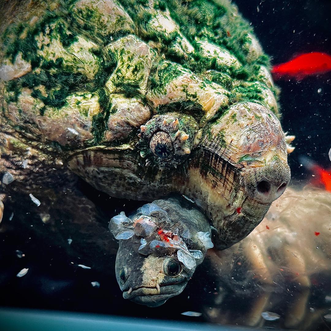 🐢🐢
