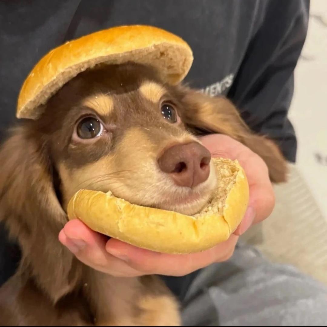 贝贝🥯