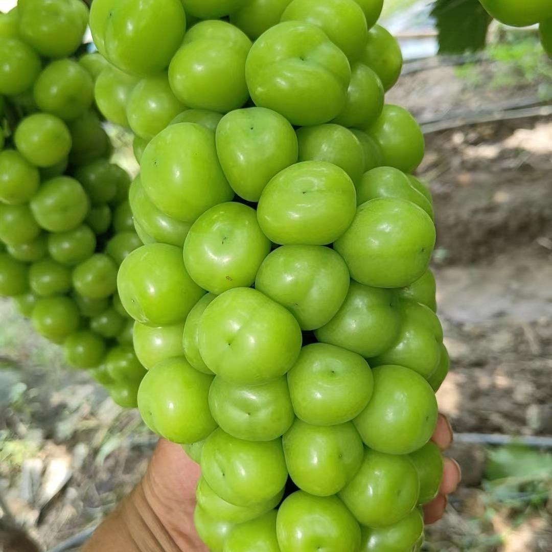 超哥甄选优质水果