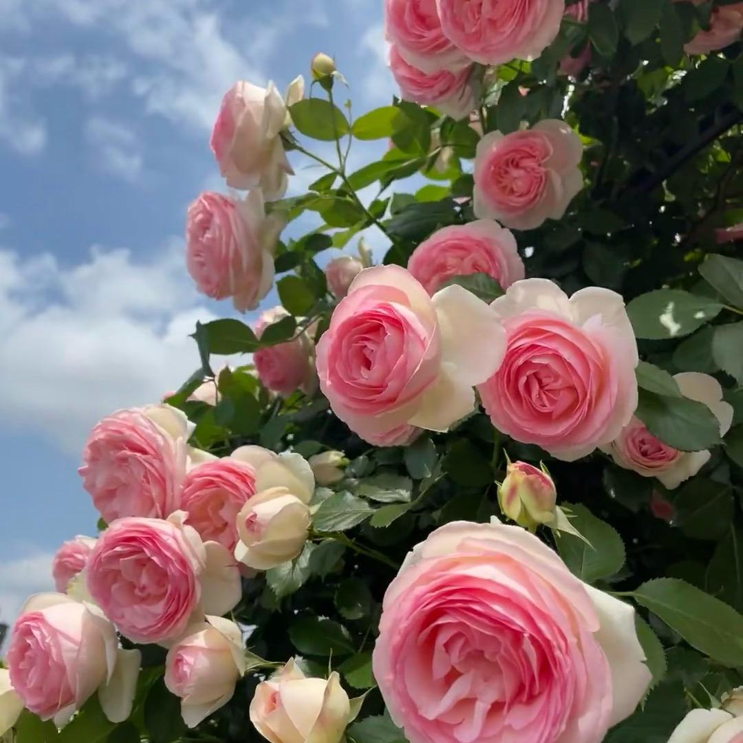 月季花基地直发