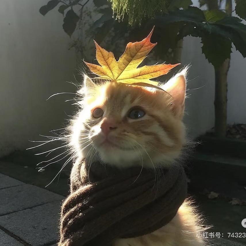 等月季开