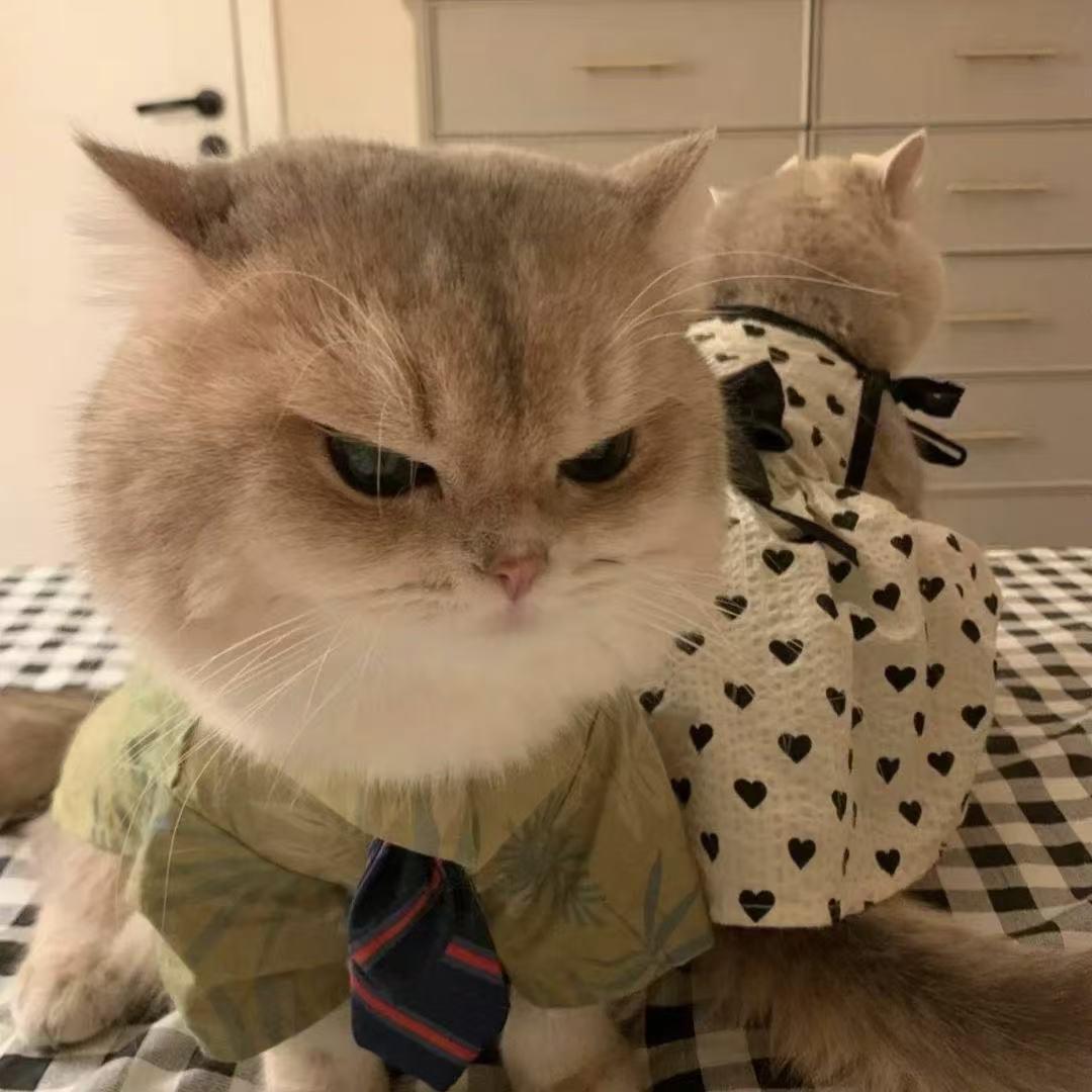 秦贼先秦王