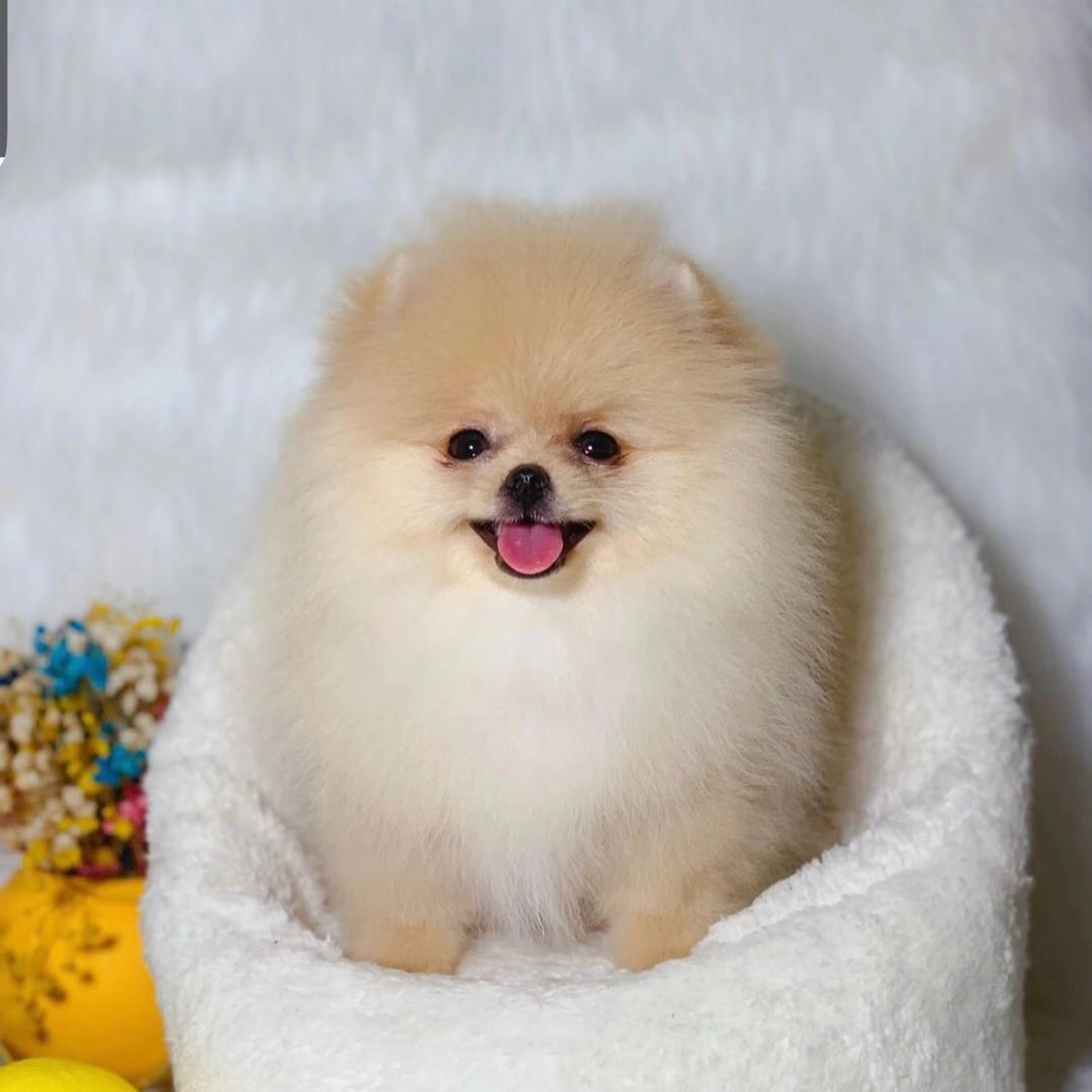 博美犬舍（买🐶斯辽）