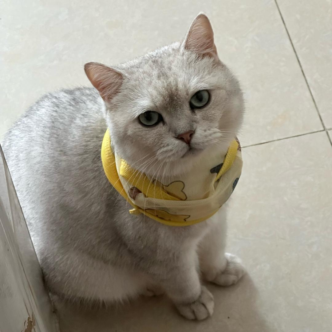 摆烂小鱼