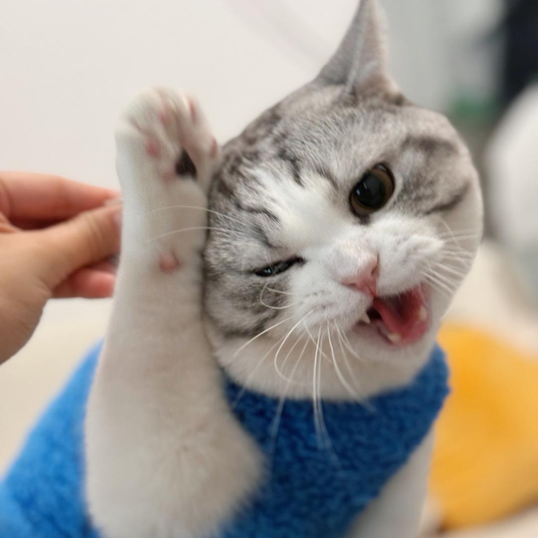 蹦蹦-