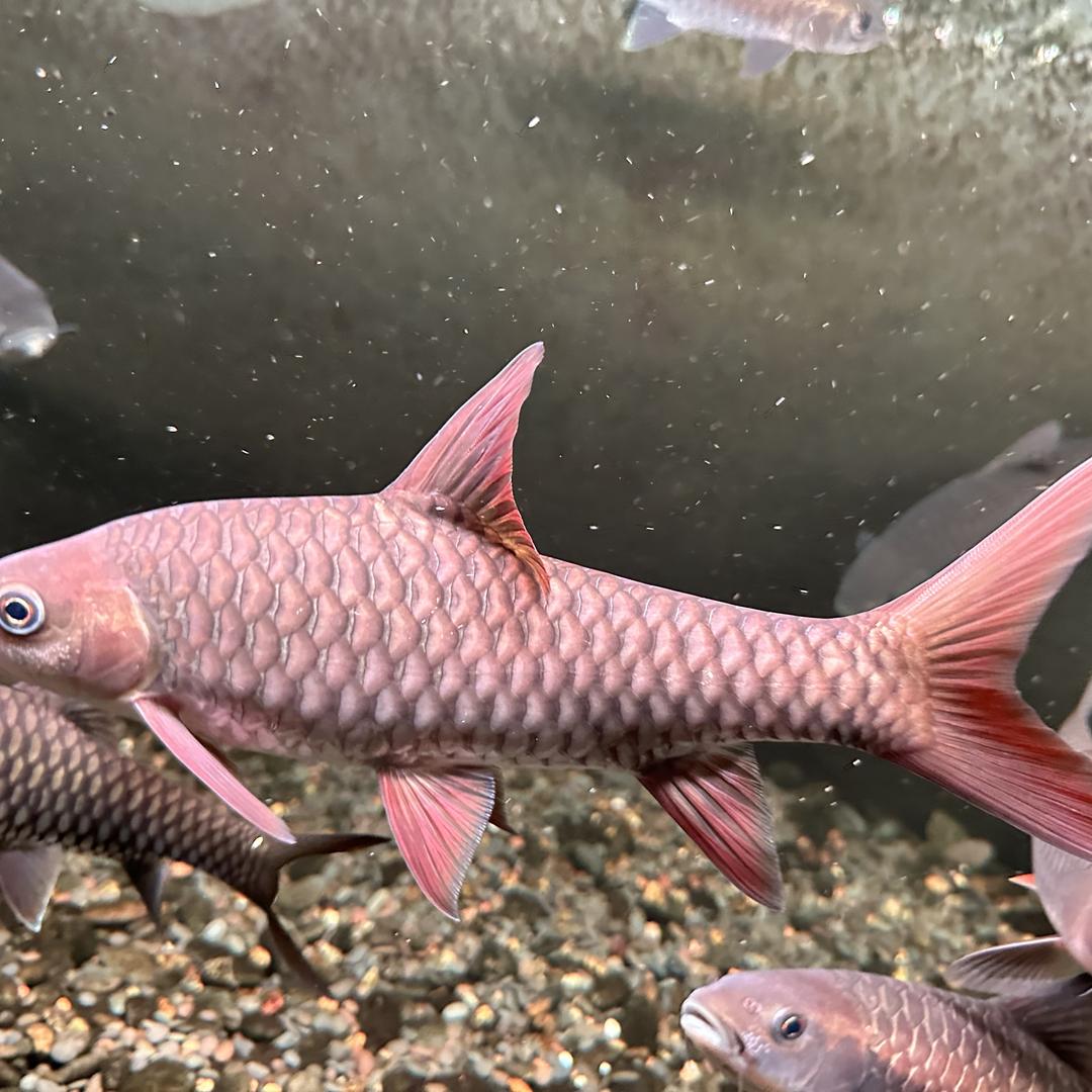 大蜗牛吉罗原生