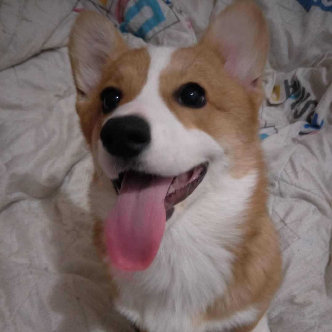 土大胖