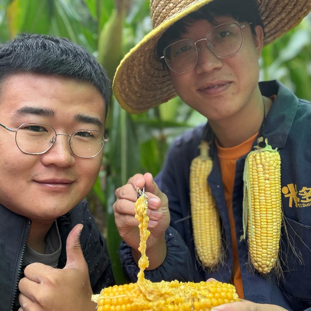 东北黑土地玉米