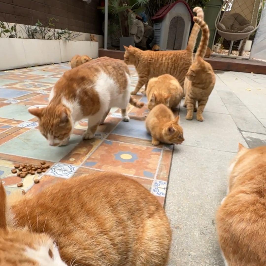 坤坤养猫记