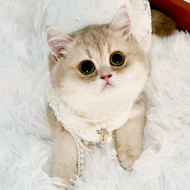 新加坡Fuuny多猫家庭