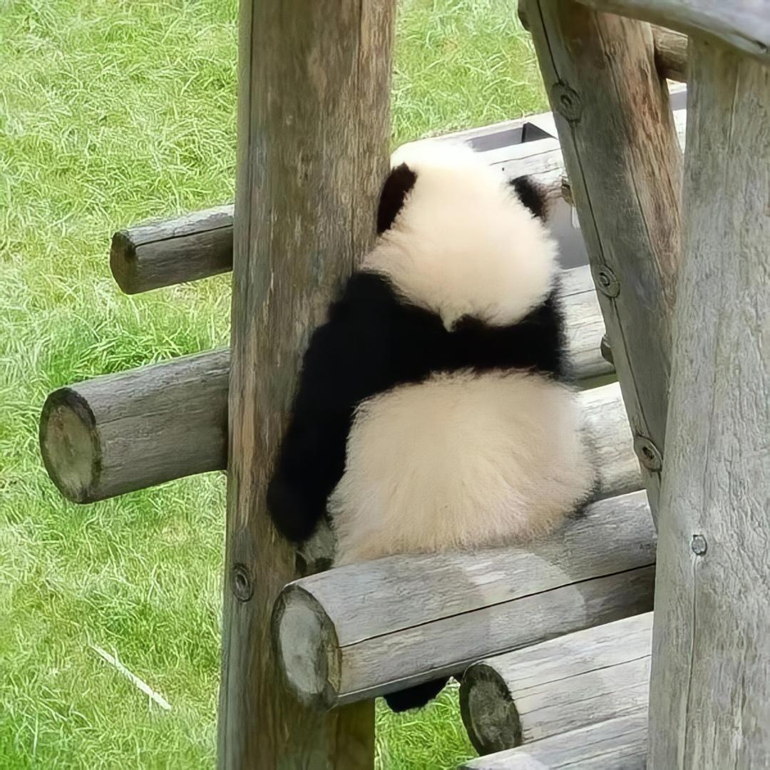 木子捡破烂