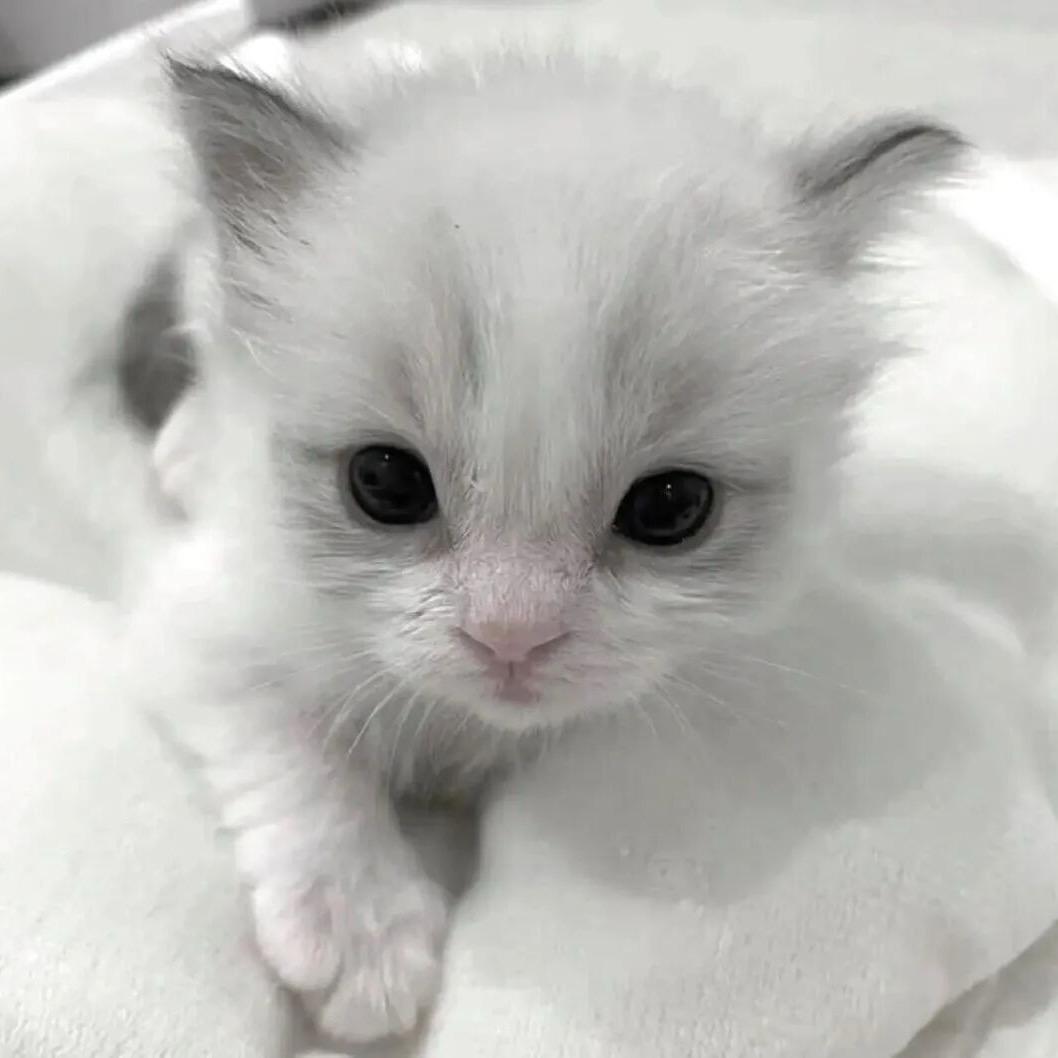 一滴猫猫泪