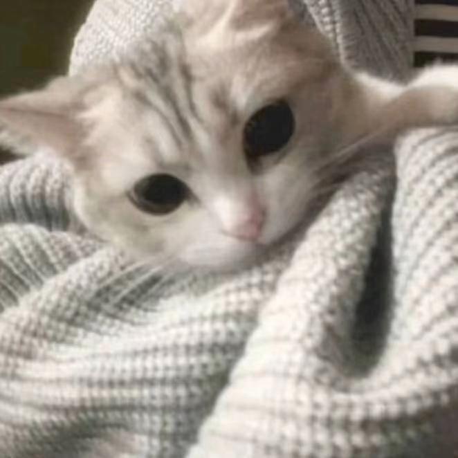 y雪