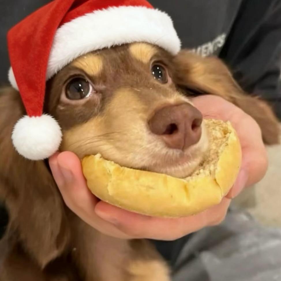 ⁰₀🍯吸金蜂蜜罐