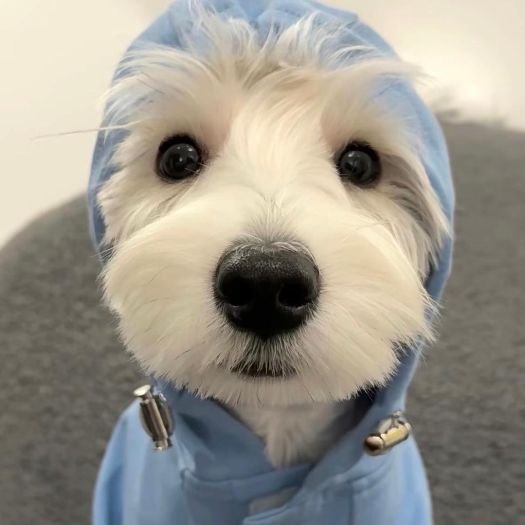 洛阳阿冲宠物（直播号）