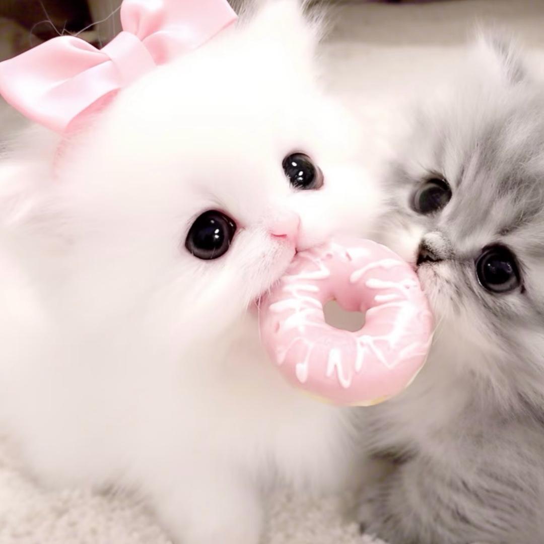 泡菜心