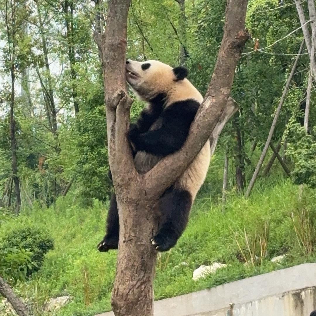 煎饼果子