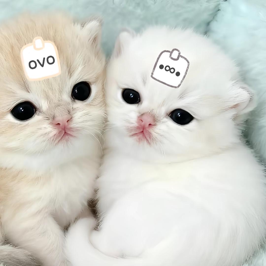 普通人也能发抖音