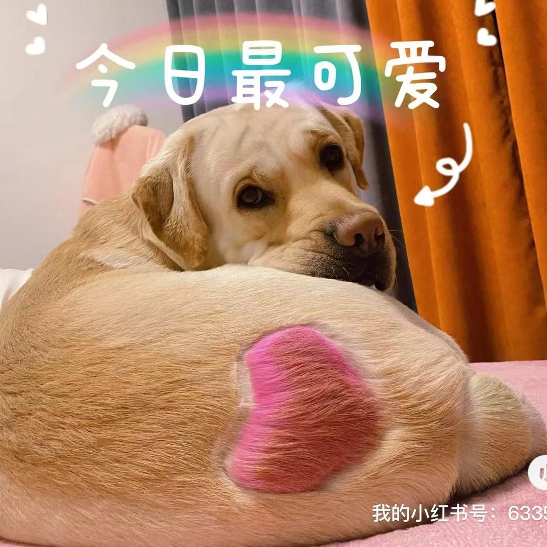 白胖狗子 叫小九