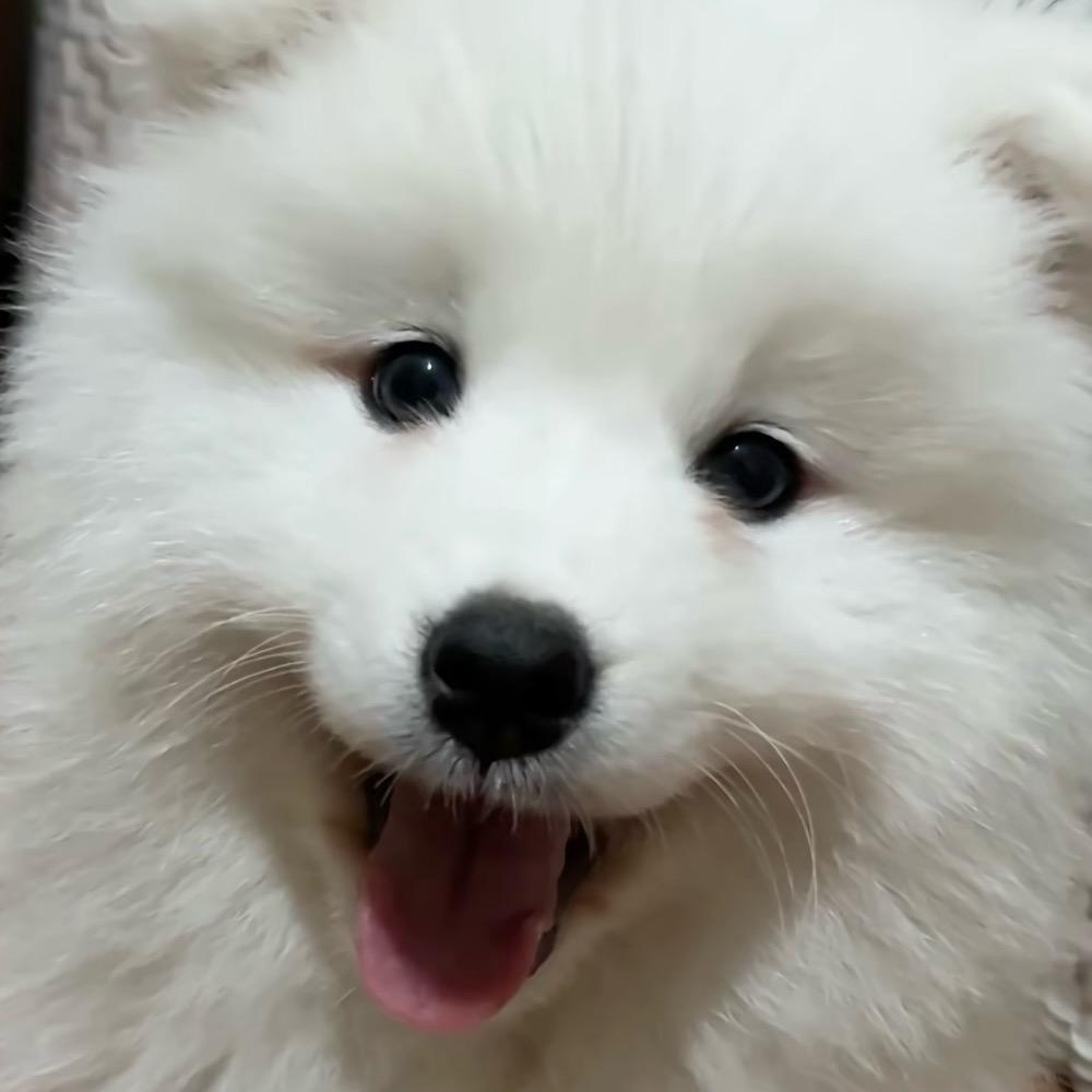在在是一只萨摩吖