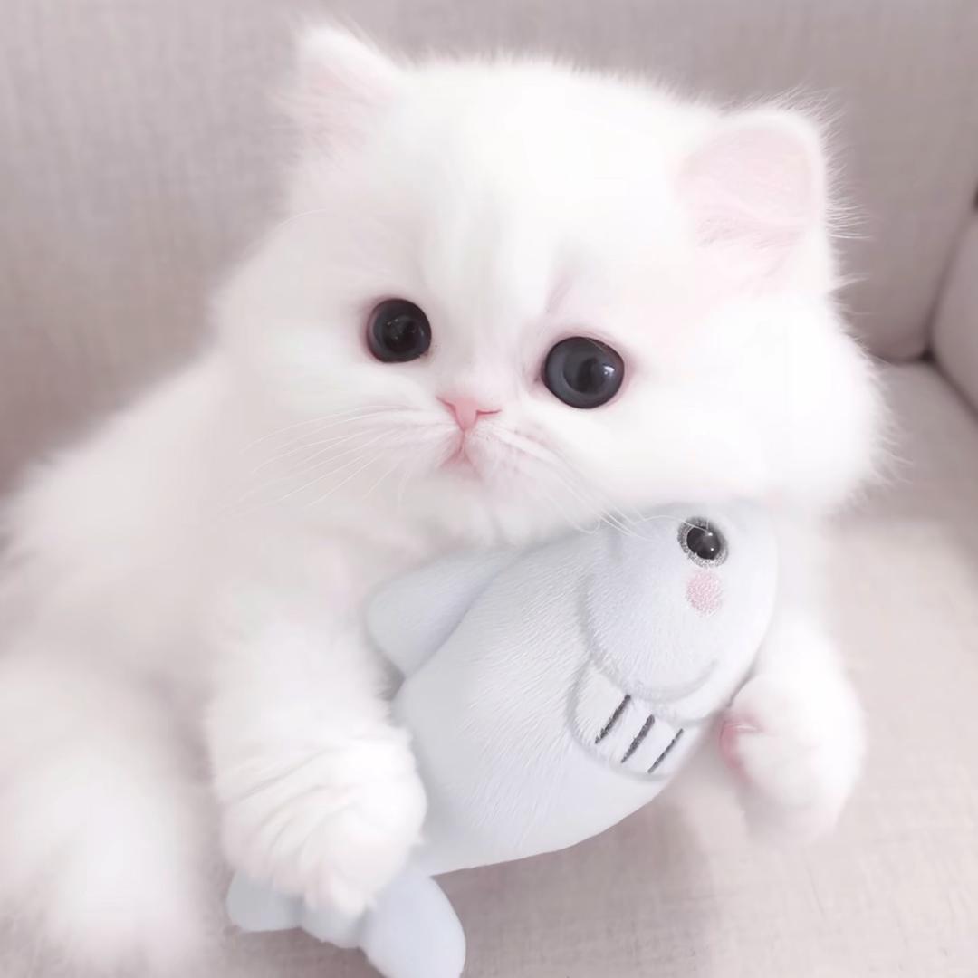 小灵妍