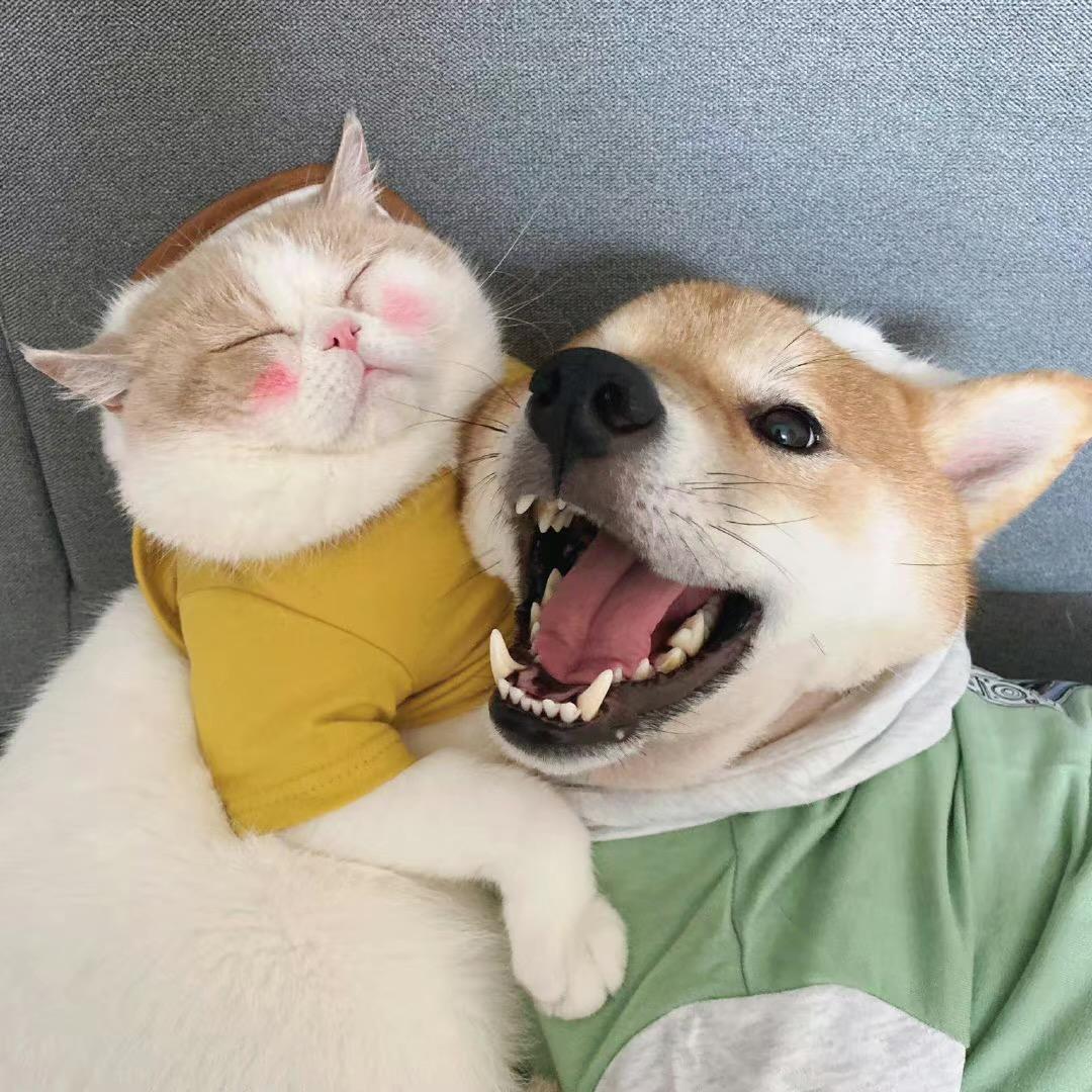 福宝宠物