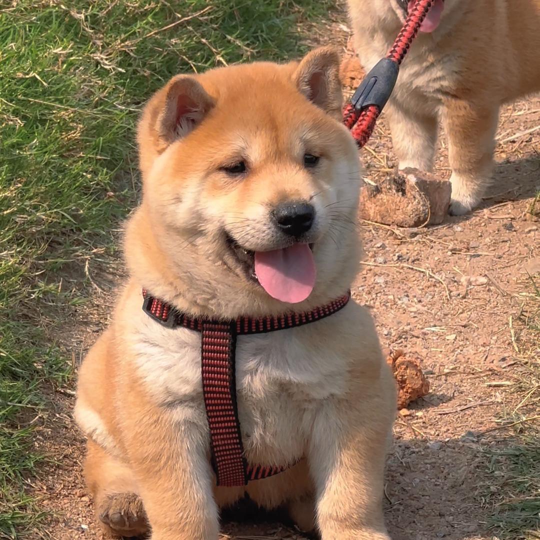 表哥寻犬