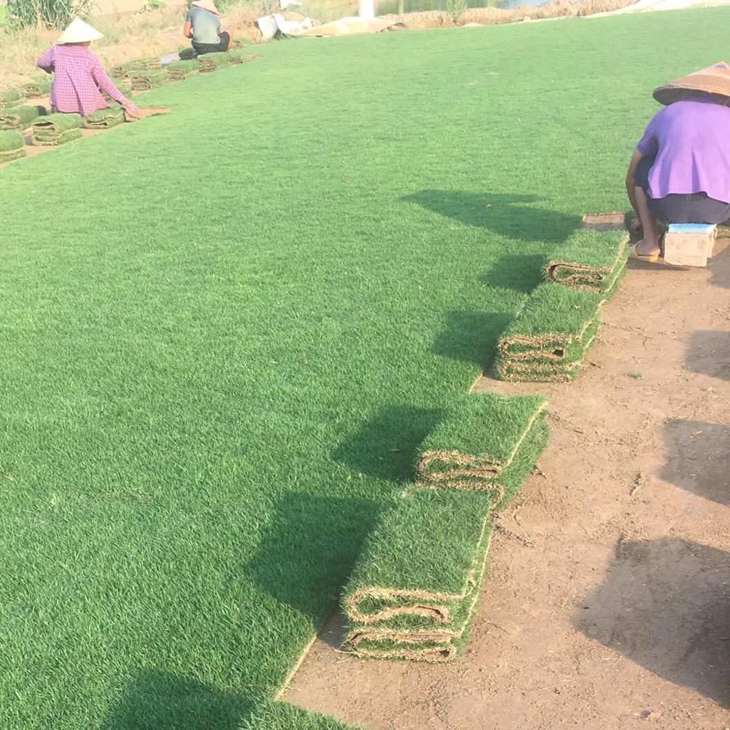 绿创园林绿化草坪基地