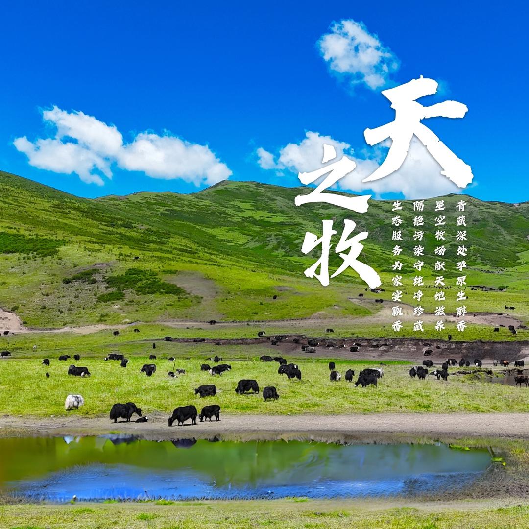 天之牧 青藏牦牛