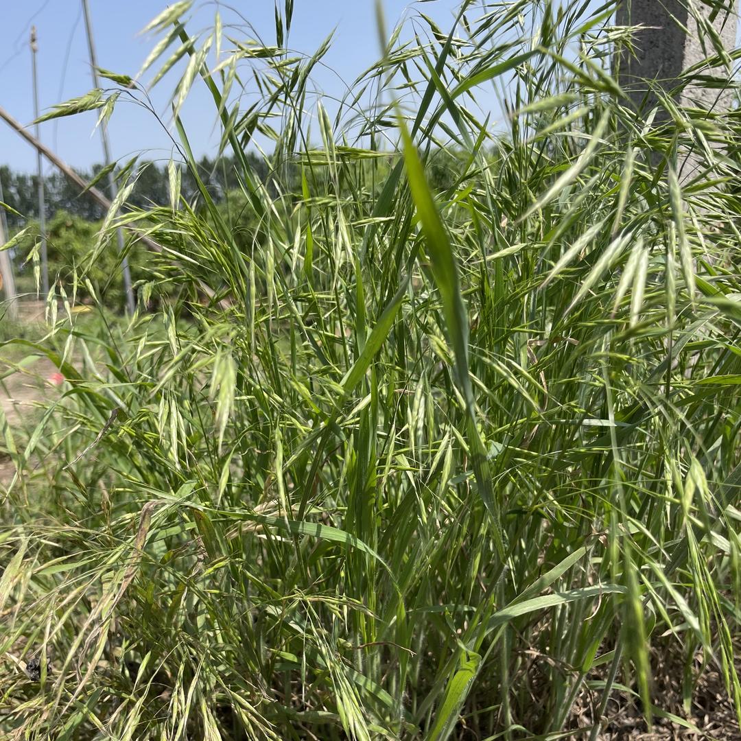 田小虎农资企业店