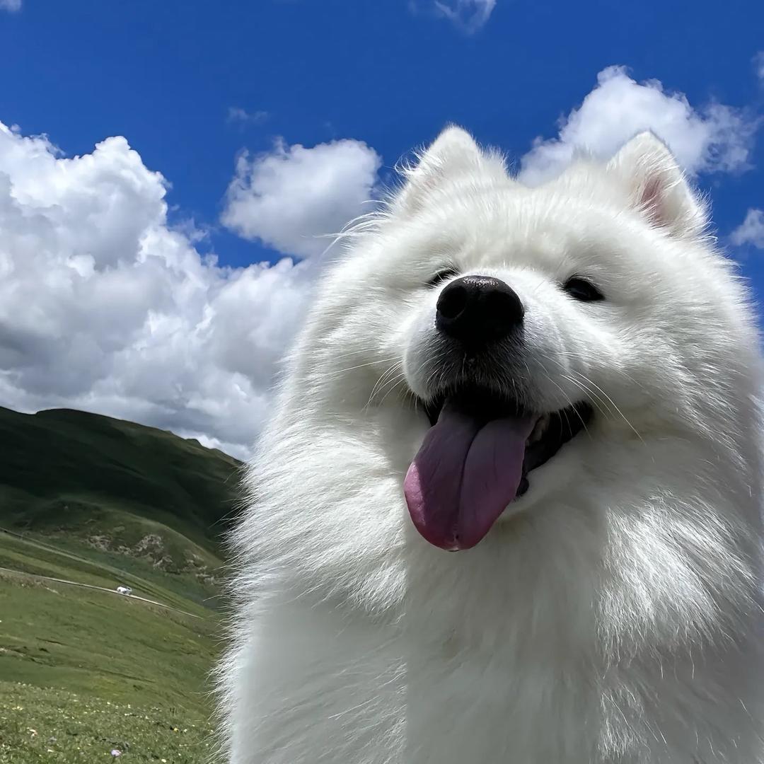 木航同学🦷