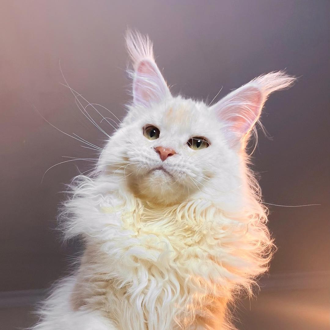 邹吾缅因猫