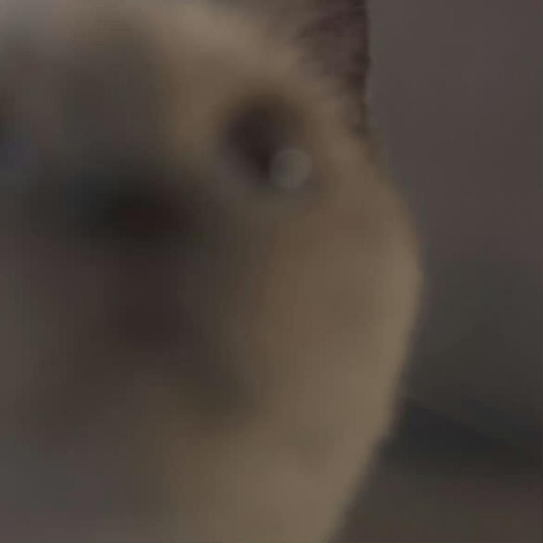 黛黛不见啦😼