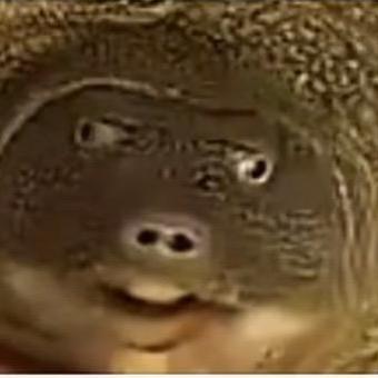 啊O.o