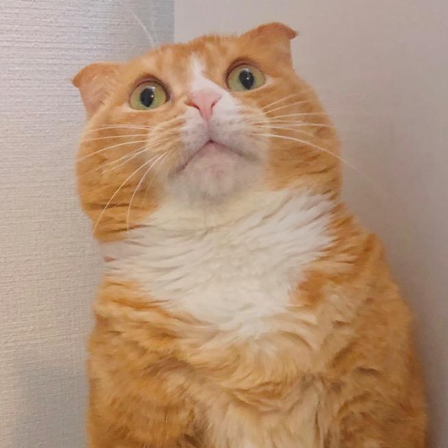 猫侍安安的猫