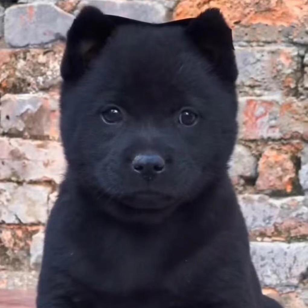 A-田园犬(逛狗市)