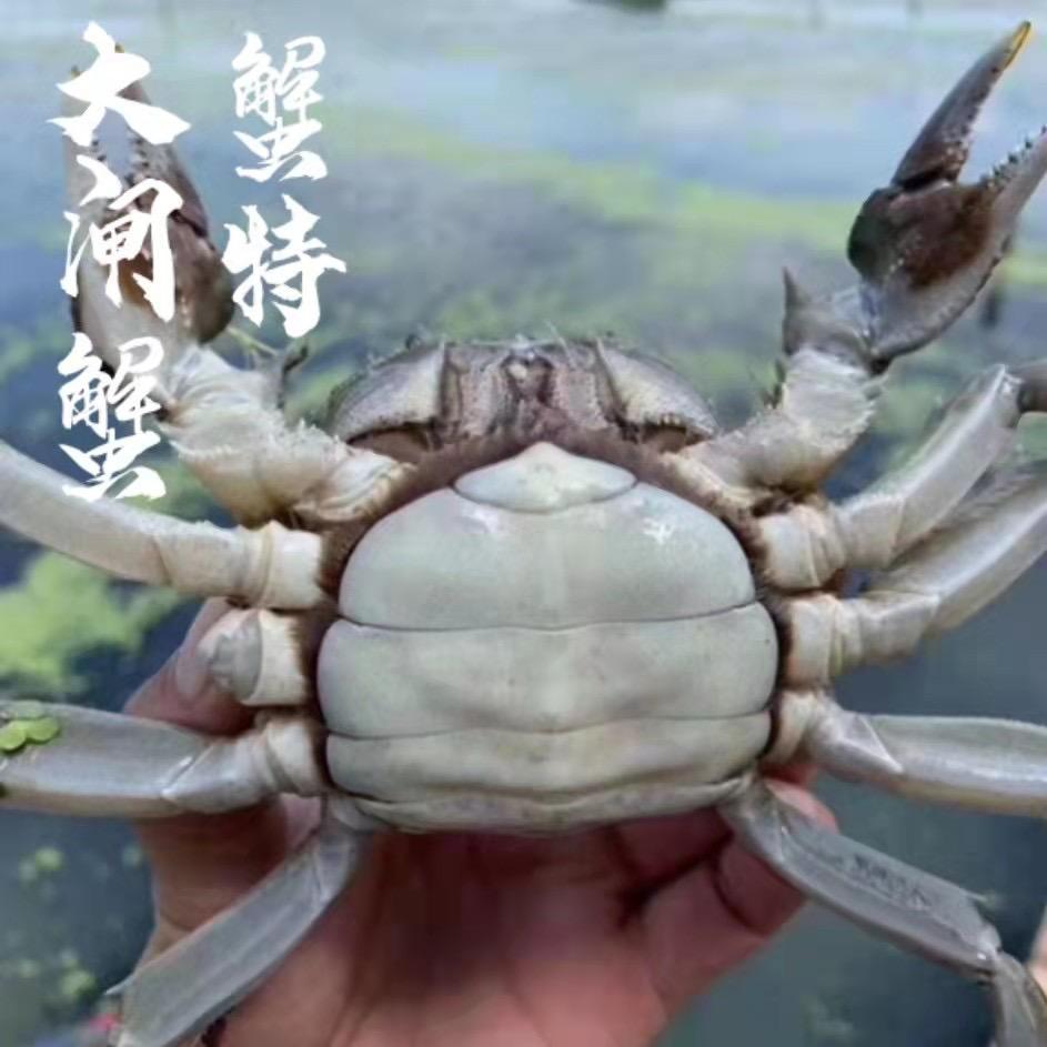 蟹特大闸蟹