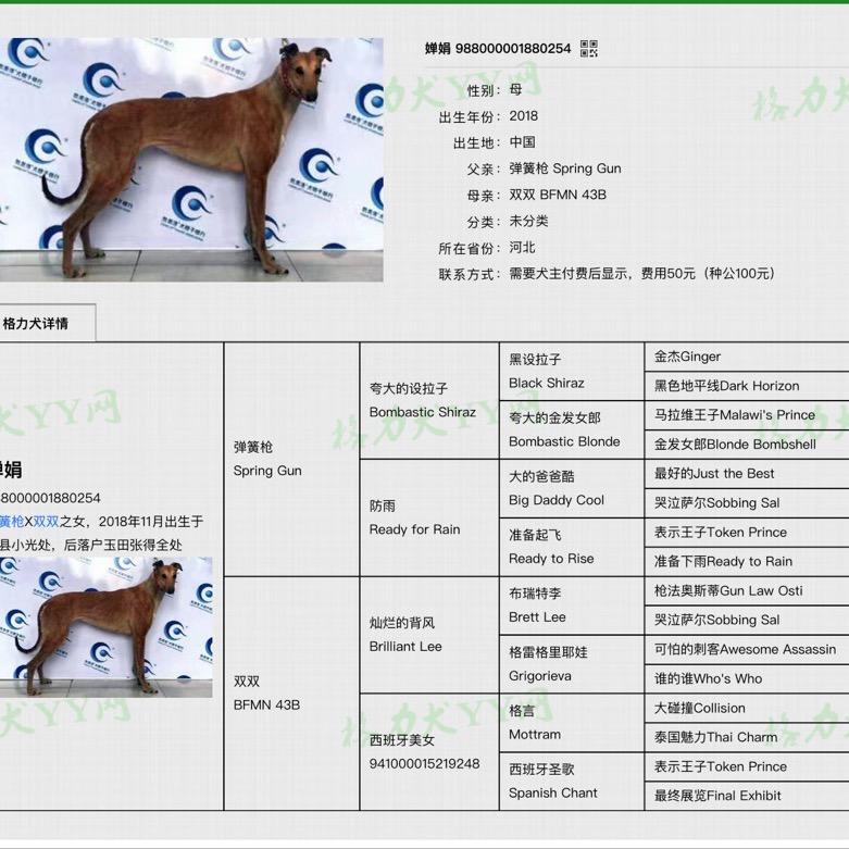 唐山-狙击手格力犬
