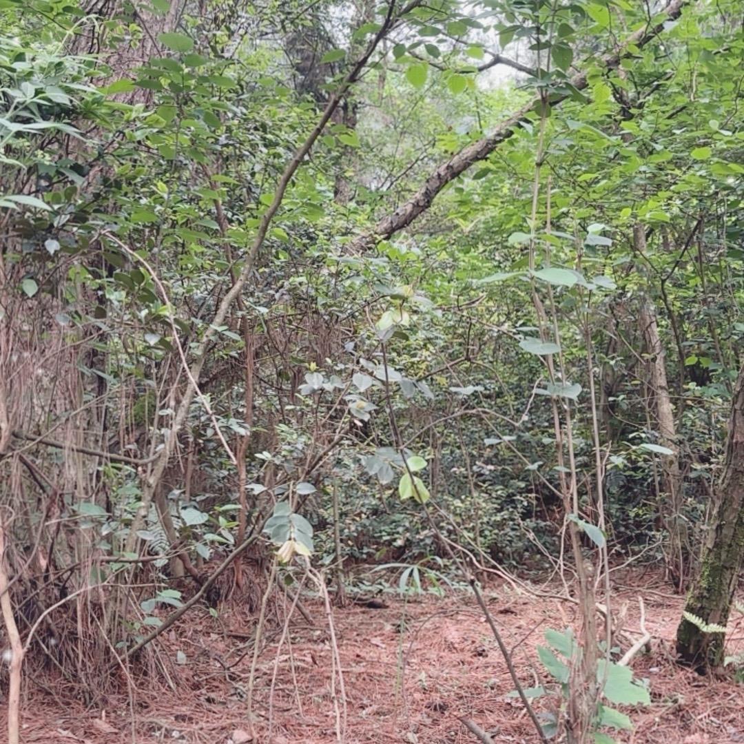 小林自驾游